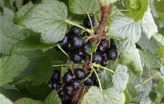 Ribes 'Titania & J.v.Teets'