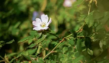 Eglantier/zart-rosa einf./rose-pale