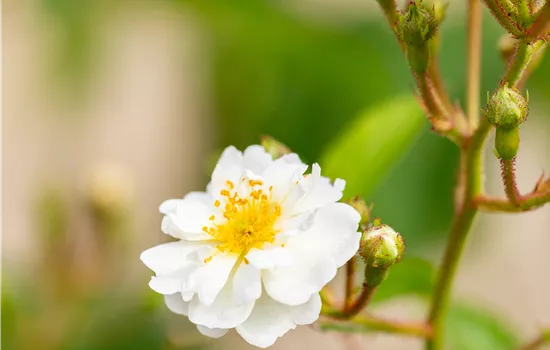 Rosa multiflora ® Rosa multiflora ®