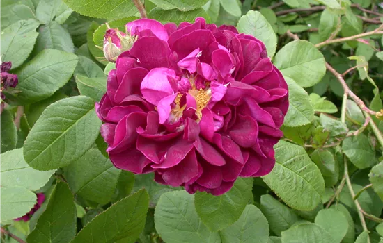 Rosa rugosa 'Hansa' ®