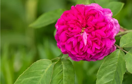Rose de Resht ®