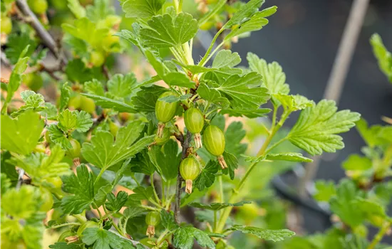 Ribes 'Hinnonmäki Grün'  Ribes 'Hinnonmäki Grün'