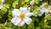 Bibernell-Rose