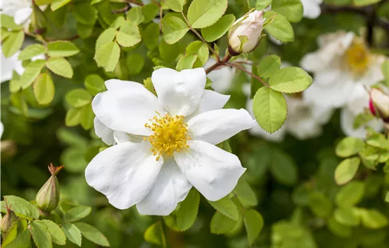 Rosa pimpinellifolia ® Rosa pimpinellifolia ®