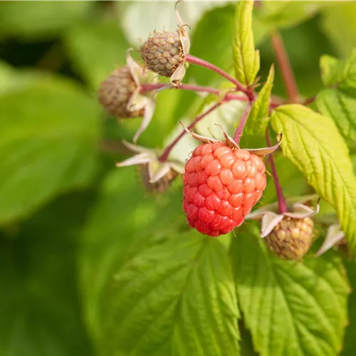 Rubus idaeus 'Autumn Bliss'