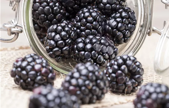 Rubus 'Coolaris Patio Black' Rubus 'Coolaris Patio Black'