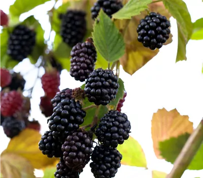 Rubus fruticosus 'Reuben' Rubus fruticosus 'Reuben'