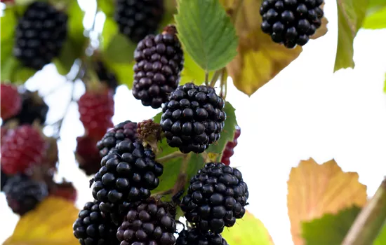 Rubus fruticosus 'Reuben'
