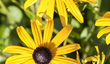 Gelber Sonnenhut 'Goldsturm'