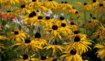 Gelber Sonnenhut 'Goldsturm'