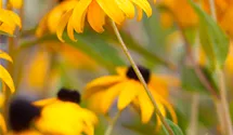 Gelber Sonnenhut 'Goldsturm'