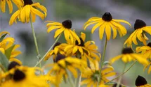 Gelber Sonnenhut 'Goldsturm'