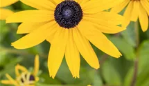 Gelber Sonnenhut 'Goldsturm'