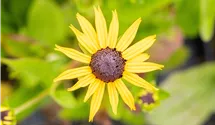 Gelber Sonnenhut 'Goldsturm'