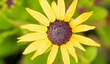 Gelber Sonnenhut 'Goldsturm'