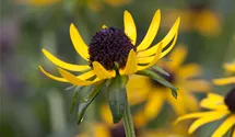 Rudbeckie brillante 'Little Goldstar' Rudbeckie brillante 'Little Goldstar'