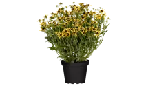 Rudbeckie brillante 'Little Goldstar' Rudbeckie brillante 'Little Goldstar'