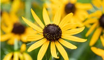Rudbeckie brillante 'Little Goldstar' Rudbeckie brillante 'Little Goldstar'