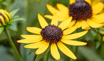 Rudbeckie brillante 'Little Goldstar' Rudbeckie brillante 'Little Goldstar'