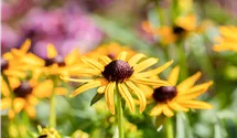 Rudbeckie brillante 'Little Goldstar' Rudbeckie brillante 'Little Goldstar'