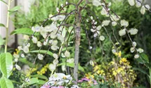Stamm 80cm hängende Kätzchenweide 'Pendula'