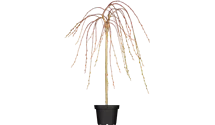 Stamm 80cm hängende Kätzchenweide 'Pendula'