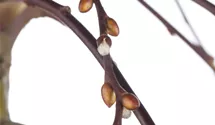 Stamm 80cm hängende Kätzchenweide 'Pendula'