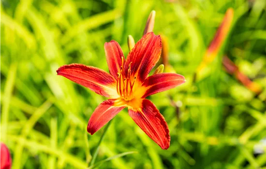Hemerocallis 'Crimson Pirate'