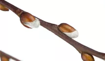 Stamm 80cm hängende Kätzchenweide 'Pendula'
