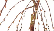 Stamm 80cm hängende Kätzchenweide 'Pendula'