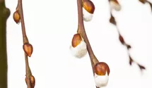 Stamm 80cm hängende Kätzchenweide 'Pendula'