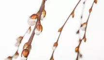 Stamm 80cm hängende Kätzchenweide 'Pendula'