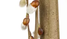 Stamm 80cm hängende Kätzchenweide 'Pendula'