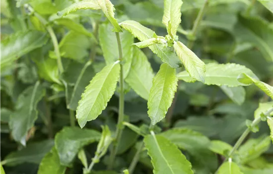Salix elaeagnos 'Angustifolia'  Salix elaeagnos 'Angustifolia'