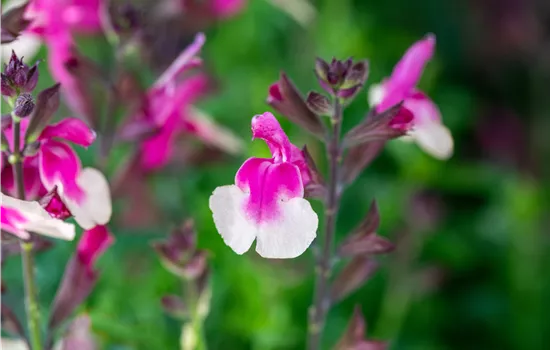 Salvia greggii 'Mirage Rose Bicolor
