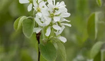 Felsenbirne