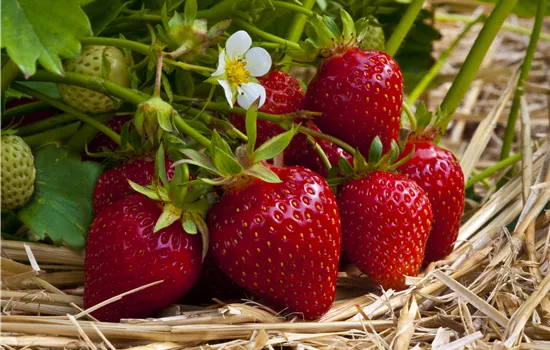 Fragaria vesca 'Ostara'  Fragaria vesca 'Ostara'