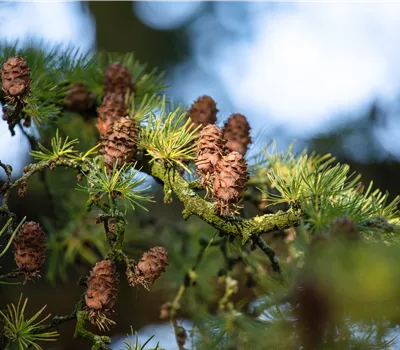 Larix decidua