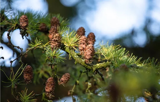 Larix decidua