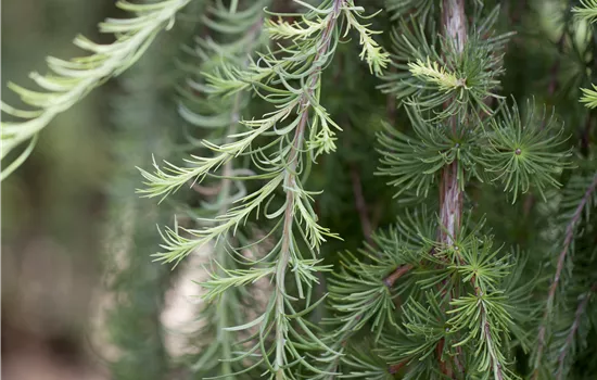 Larix kaempferi 'Stiff Weeper' 