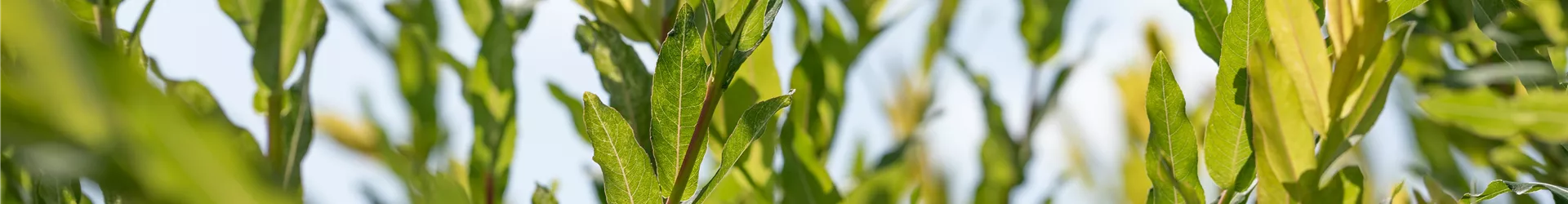Salix purpurea Salix purpurea