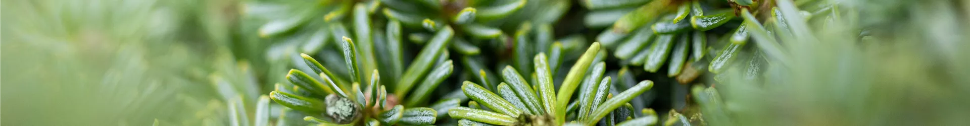 Abies koreana 'Brillant' Abies koreana 'Brillant'