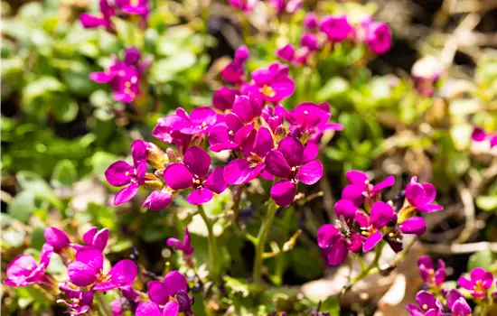 Arabis caucasica 'Little Treasure Rose'