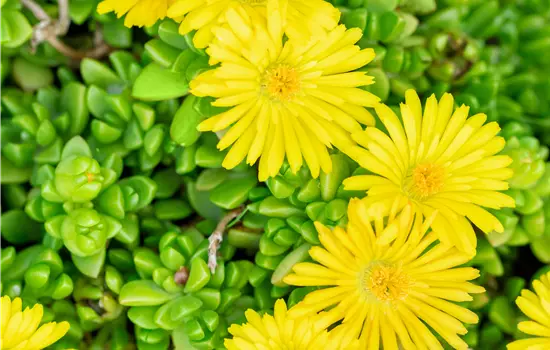 Delosperma nubigenum