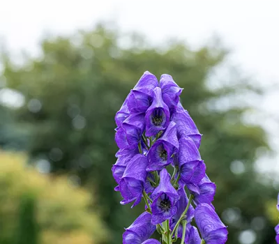 Aconitum carmichaelii 'Arendsii' Aconitum carmichaelii 'Arendsii'