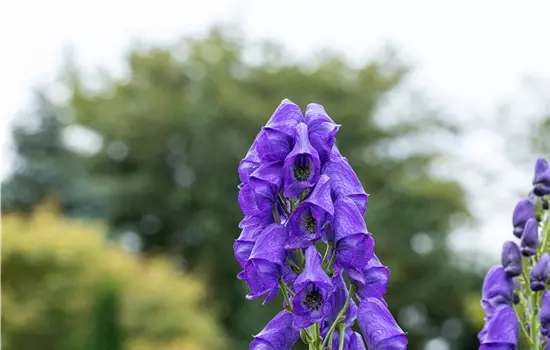 Aconitum carmichaelii 'Arendsii'