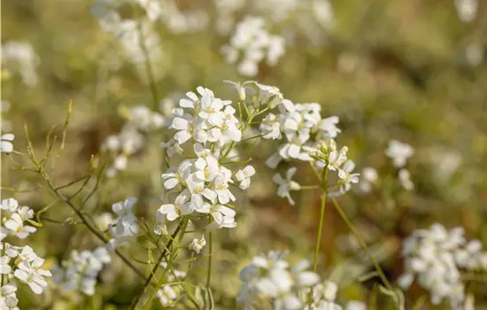 Arabis fer.-coburgii 'Old Gold'