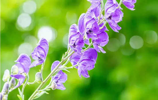Aconitum napellus