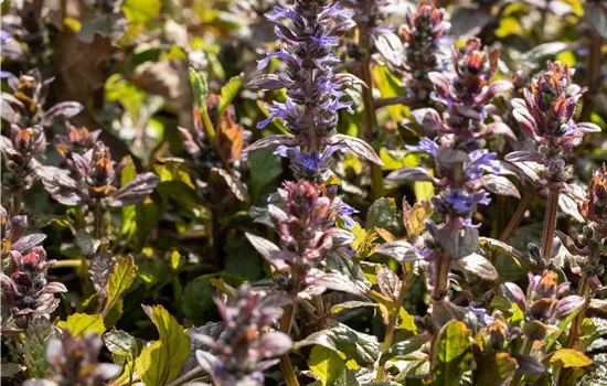 Ajuga reptans 'Braunherz'