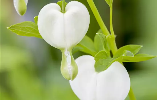Dicentra spectabilis 'Alba'